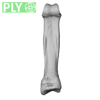 NH MER39 246 Piliocolobus preussi hand phalanx second proximal left ply