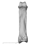 hand phalanx third proximal left
