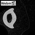 NH MER39 246 Piliocolobus preussi hand phalanx third proximal left ct stack movie