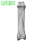 NH MER39 246 Piliocolobus preussi hand phalanx third proximal left ply