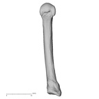 NH MER39 246 Piliocolobus preussi metacarpal fifth left palmar