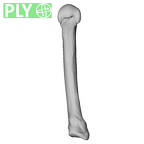 NH MER39 246 Piliocolobus preussi metacarpal fifth left ply