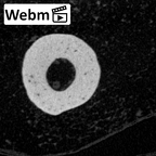 NH MER39 246 Piliocolobus preussi metacarpal first left ct stack movie