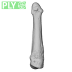 NH MER39 246 Piliocolobus preussi metacarpal first left ply