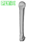 NH MER39 246 Piliocolobus preussi metacarpal fourth left ply