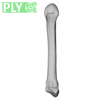 NH MER39 246 Piliocolobus preussi metacarpal second left ply