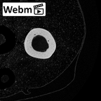 NH MER39 246 Piliocolobus preussi metacarpal third left ct stack movie