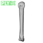 NH MER39 246 Piliocolobus preussi metacarpal third left ply