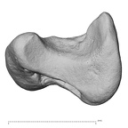 NH MER39 246 Piliocolobus preussi scaphoid left distal