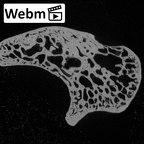 NH MER39 246 Piliocolobus preussi scaphoid left ct stack movie