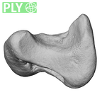 NH MER39 246 Piliocolobus preussi scaphoid left ply