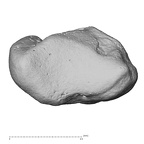 trapezium left
