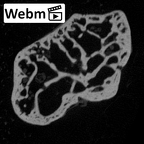 NH MER39 246 Piliocolobus preussi trapezium left ct stack movie