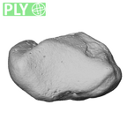 NH MER39 246 Piliocolobus preussi trapezium left ply