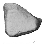 NH MER39 246 Piliocolobus preussi trapezoid left proximal