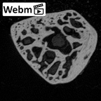 NH MER39 246 Piliocolobus preussi trapezoid left ct stack movie