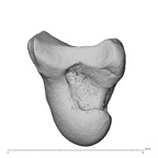 NH MER39 259 Piliocolobus preussi capitate left radial