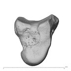 NH MER39 259 Piliocolobus preussi capitate left ulnar