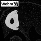 NH MER39 259 Piliocolobus preussi hand phalanx fifth proximal left ct stack movie