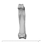 NH MER39 259 Piliocolobus preussi hand phalanx fourth proximal left palmar