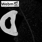 NH MER39 259 Piliocolobus preussi hand phalanx fourth proximal left ct stack movie