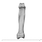 NH MER39 259 Piliocolobus preussi hand phalanx second proximal left palmar