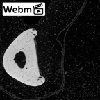 NH MER39 259 Piliocolobus preussi hand phalanx second proximal left ct stack movie