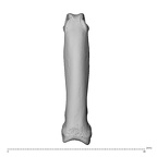 NH MER39 259 Piliocolobus preussi hand phalanx third proximal left dorsal