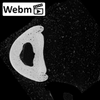 NH MER39 259 Piliocolobus preussi hand phalanx third proximal left ct stack movie
