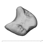NH MER39 259 Piliocolobus preussi lunate left disto-ulnar