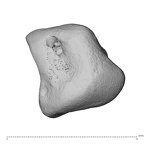 NH MER39 259 Piliocolobus preussi lunate left proximo-radial