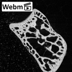 NH MER39 259 Piliocolobus preussi lunate left ct stack movie