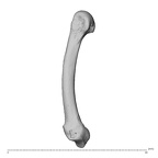 NH MER39 259 Piliocolobus preussi metacarpal fifth left radial