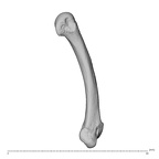NH MER39 259 Piliocolobus preussi metacarpal fifth left ulnar