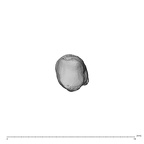 NH MER39 259 Piliocolobus preussi metacarpal first left proximal