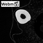 NH MER39 259 Piliocolobus preussi metacarpal first left ct stack movie