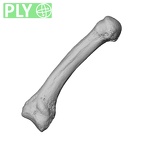 NH MER39 259 Piliocolobus preussi metacarpal first left ply