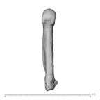 NH MER39 259 Piliocolobus preussi metacarpal fourth left palmar