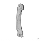 NH MER39 259 Piliocolobus preussi metacarpal fourth left radial