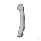 NH MER39 259 Piliocolobus preussi metacarpal fourth left ulnar
