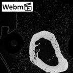 NH MER39 259 Piliocolobus preussi metacarpal fourth left ct stack movie