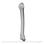 metacarpal second left