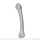 NH MER39 259 Piliocolobus preussi metacarpal second left ulnar