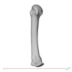 NH MER39 259 Piliocolobus preussi metacarpal third left radial