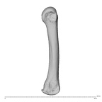 NH MER39 259 Piliocolobus preussi metacarpal third left ulnar