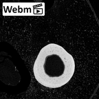 NH MER39 259 Piliocolobus preussi metacarpal third left ct stack movie