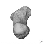 NH MER39 259 Piliocolobus preussi pisiform left ulnar