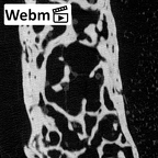 NH MER39 259 Piliocolobus preussi pisiform left ct stack movie