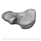 NH MER39 259 Piliocolobus preussi scaphoid left distal