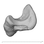 NH MER39 259 Piliocolobus preussi scaphoid left disto-ulnar